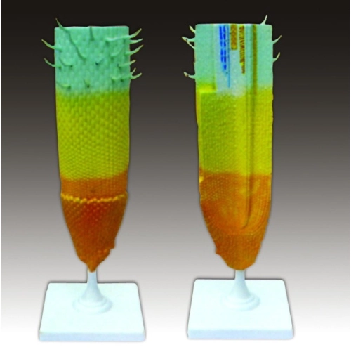 Model koreňa - vrch