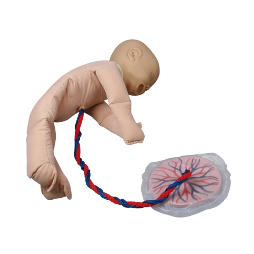 Model ľudsk&eacute;ho plodu s placentou