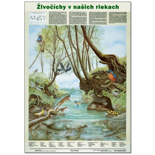 Živoč&iacute;chy v na&scaron;ich riekach