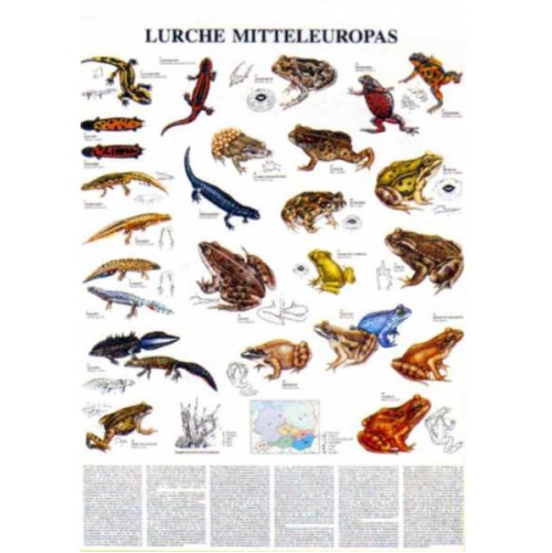 Obojživeln&iacute;ky strednej Eur&oacute;py