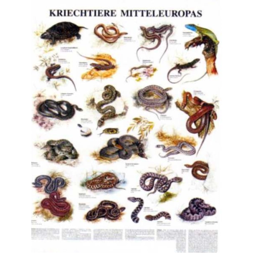 Plazy v strednej Eur&oacute;pe