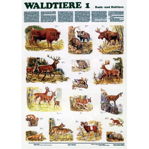 Lesn&eacute; zvierat&aacute; I