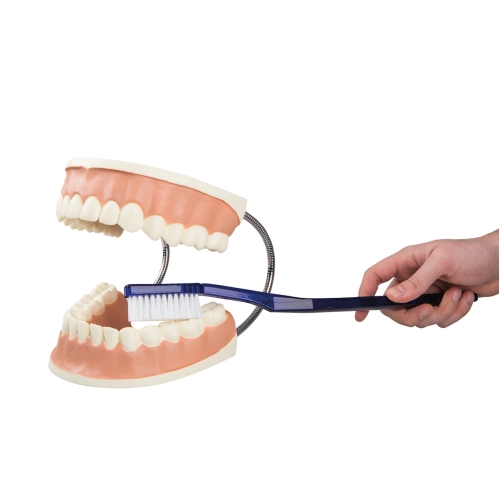 Model o&scaron;etrenie chrupu