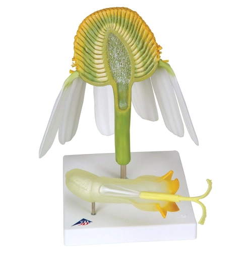 Model - Kvet rumančeka prav&eacute;ho