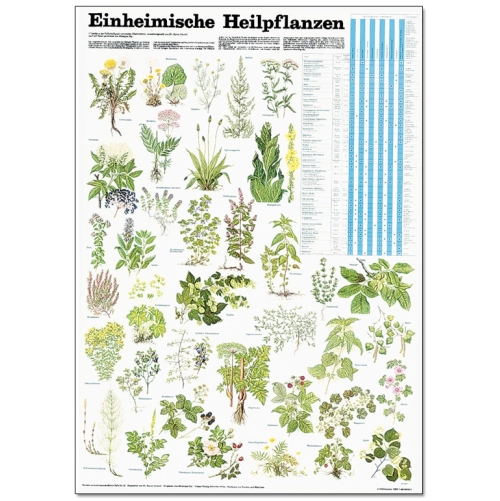 Liečiv&eacute; rastliny