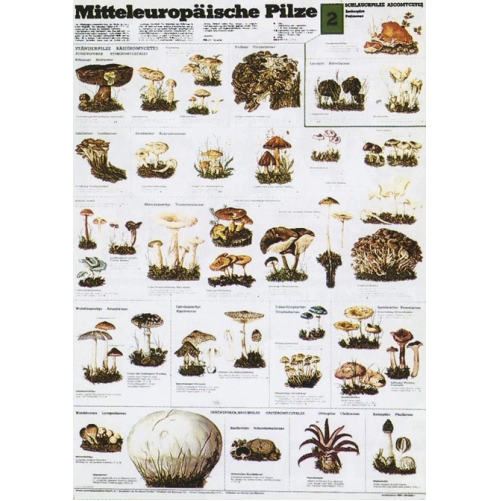 Huby v strednej Eur&oacute;pe II.