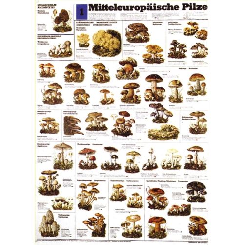 Huby v strednej Eur&oacute;pe I.