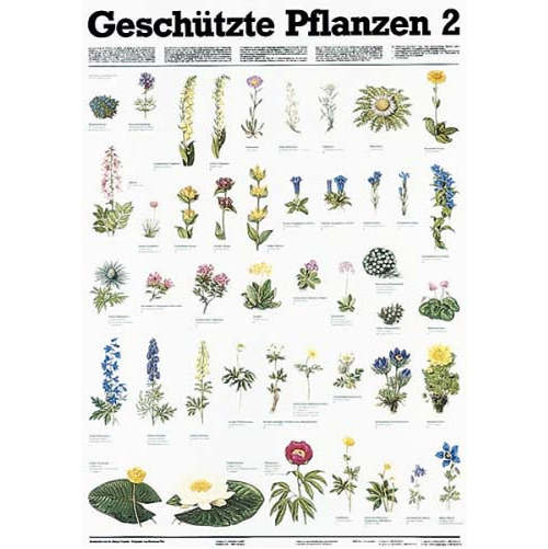 Chr&aacute;nen&eacute; rastliny II.