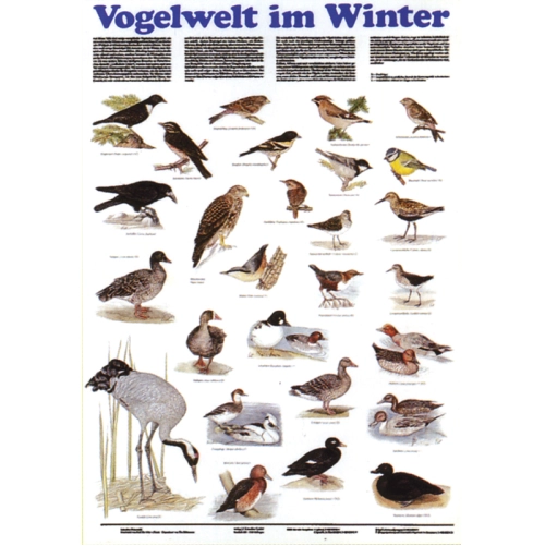 Zimn&eacute; vt&aacute;ctvo